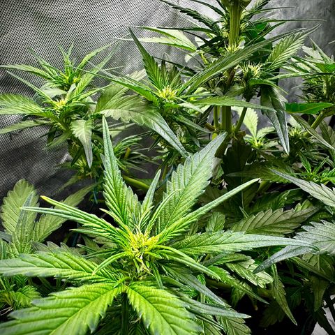Papaya Cookies (FB):     8-9 Weeks growlog timeline photo
