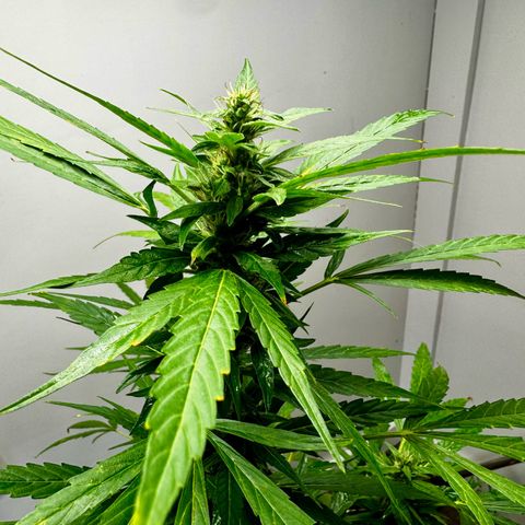 Mixed Bag Auto #2 growlog photo: Photos of #2 after moving her indoors.