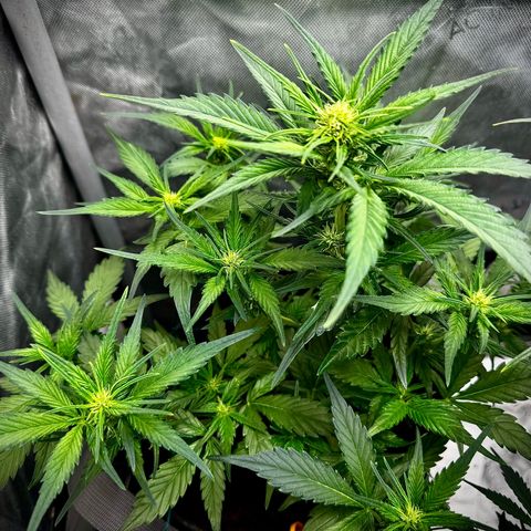Papaya Cookies (FB):     8-9 Weeks growlog timeline photo