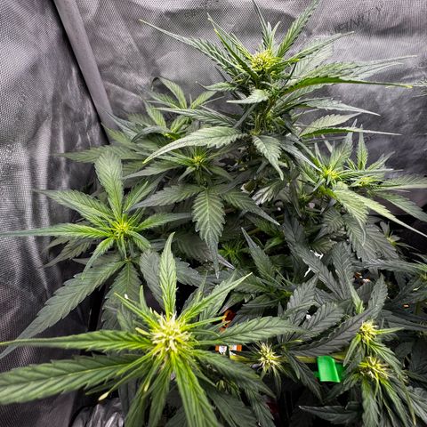 Papaya Cookies (FB):     8-9 Weeks growlog timeline photo