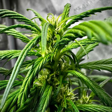 Strawberry Gorilla (FB):    10 Weeks growlog timeline photo