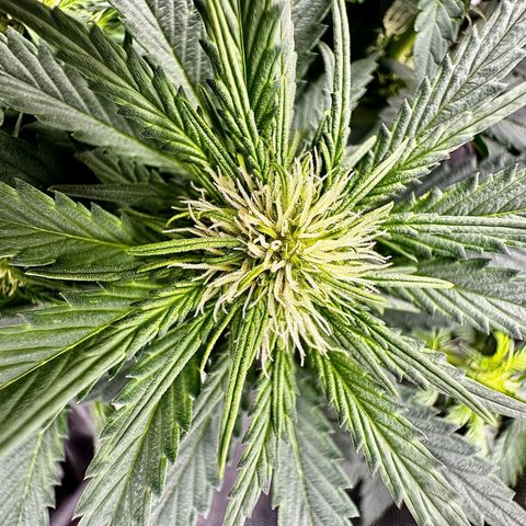 Banana Purple Punch (FB) 8 Weeks growlog timeline photo