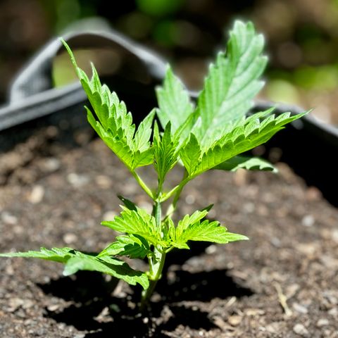 Mixed Bag Auto #2 growlog timeline photo