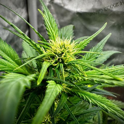 Papaya Cookies (FB):     8-9 Weeks growlog timeline photo