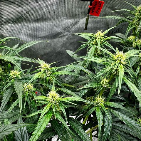 Gorilla Zkittlez (FB)       8-9 Weeks growlog timeline photo