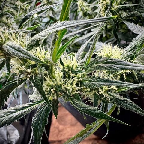Gorilla Zkittlez (FB)       8-9 Weeks growlog timeline photo