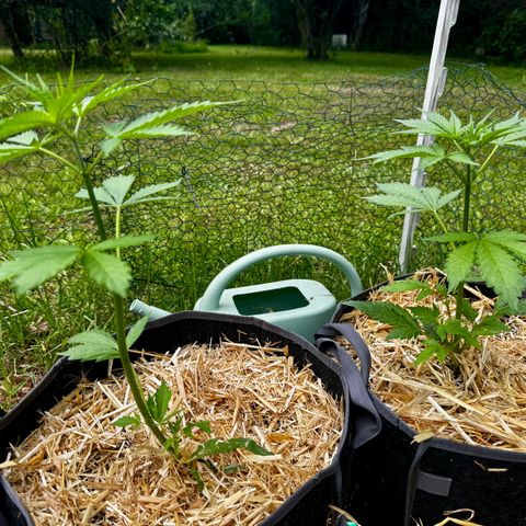 Mixed Bag Auto #1 growlog timeline photo