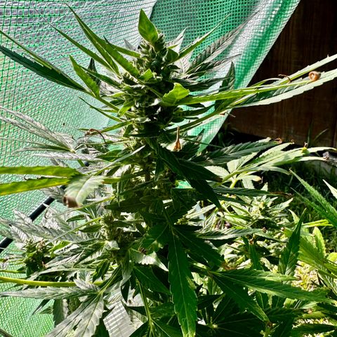 Mixed Bag Auto #1 growlog timeline photo