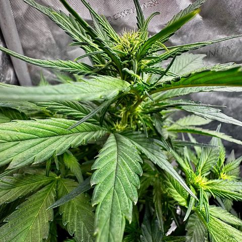Papaya Cookies (FB):     8-9 Weeks growlog timeline photo