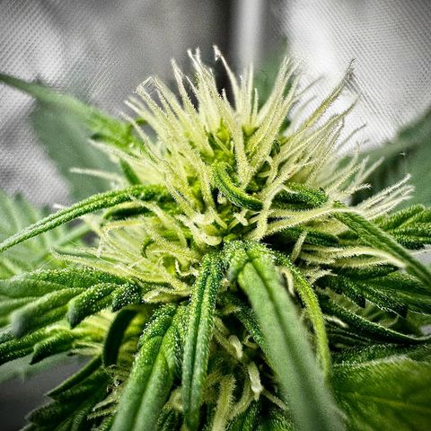 Banana Purple Punch (FB) 8 Weeks growlog timeline photo