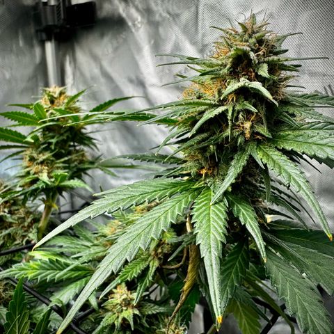 Banana Purple Punch (FB) 8 Weeks growlog timeline photo