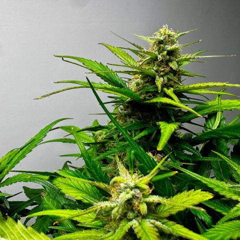 Papaya Cookies (FB):     8-9 Weeks growlog timeline photo
