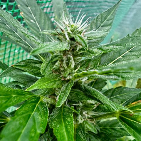 Mixed Bag Auto #2 growlog timeline photo