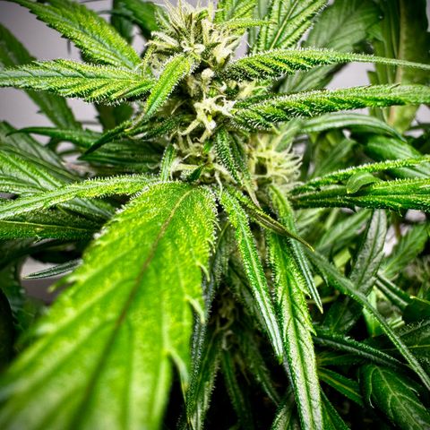 Strawberry Gorilla (FB):    10 Weeks growlog timeline photo