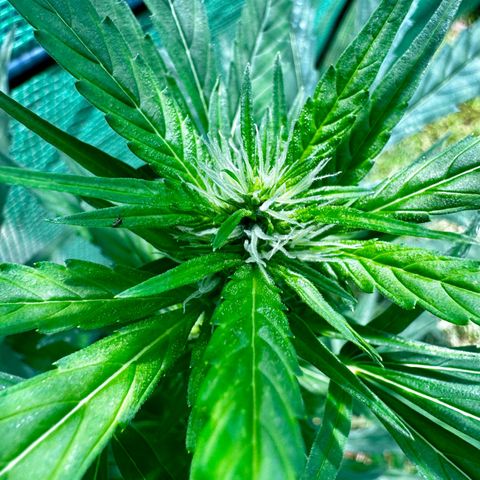 Mixed Bag Auto #1 growlog timeline photo