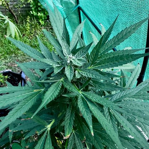 Mixed Bag Auto #1 growlog timeline photo
