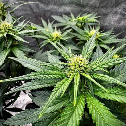 Banana Purple Punch (FB) 8 Weeks growlog timeline photo