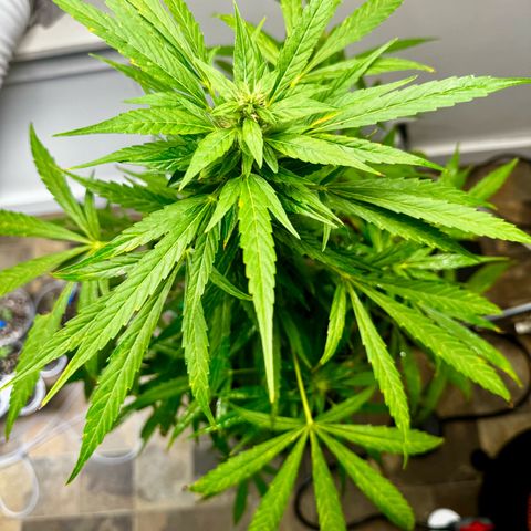 Mixed Bag Auto #2 growlog photo: Photos of #2 after moving her indoors.