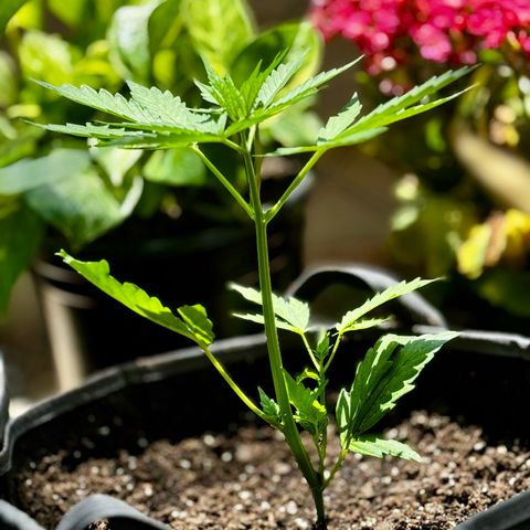 Mixed Bag Auto #2 growlog timeline photo