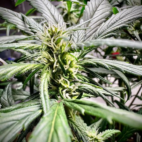 Strawberry Gorilla (FB):    10 Weeks growlog timeline photo
