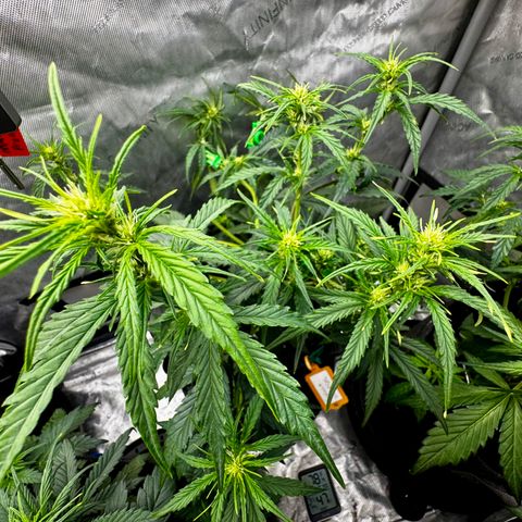 Gorilla Zkittlez (FB)       8-9 Weeks growlog timeline photo