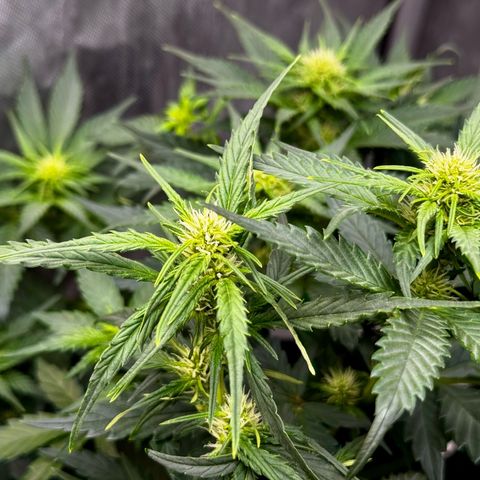 Banana Purple Punch (FB) 8 Weeks growlog timeline photo