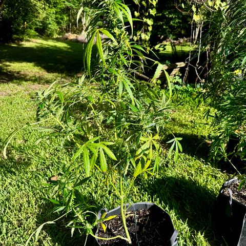 Mixed Bag Auto #1 growlog timeline photo