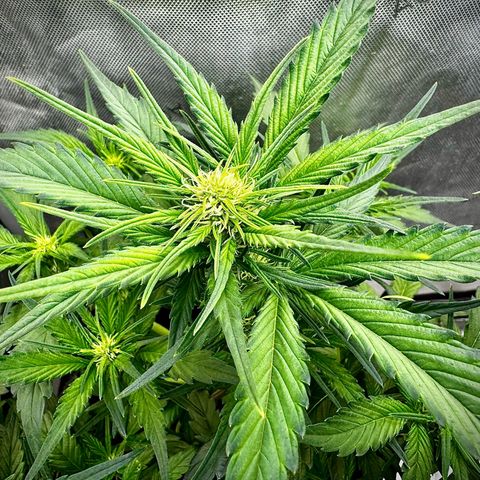 Papaya Cookies (FB):     8-9 Weeks growlog timeline photo
