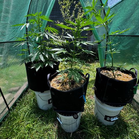 Mixed Bag Auto #2 growlog timeline photo