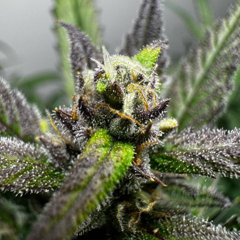 Banana Purple Punch (FB) 8 Weeks growlog timeline photo