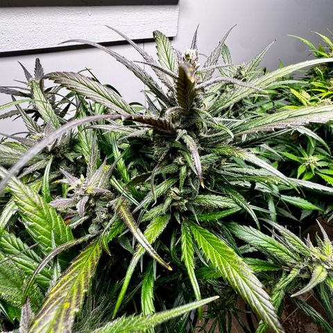 Strawberry Gorilla (FB):    10 Weeks growlog timeline photo