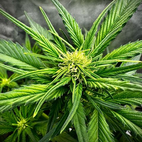 Papaya Cookies (FB):     8-9 Weeks growlog timeline photo