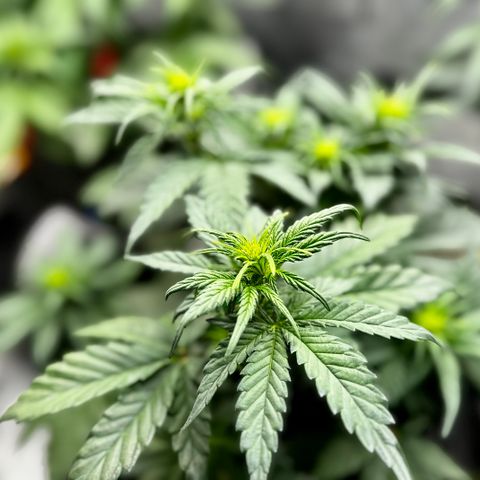 Banana Purple Punch (FB) 8 Weeks growlog timeline photo