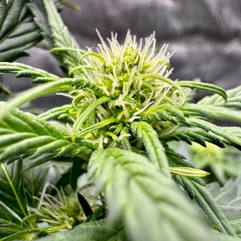 Banana Purple Punch (FB) 8 Weeks growlog timeline photo