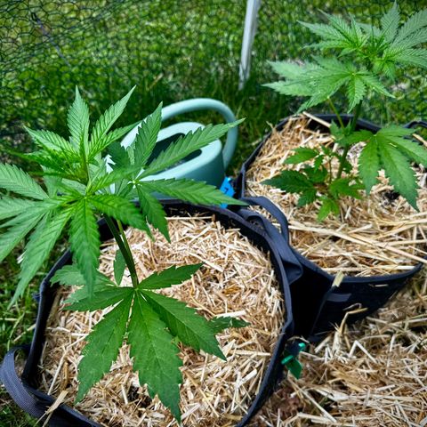 Mixed Bag Auto #2 growlog timeline photo