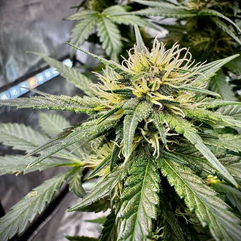 Banana Purple Punch (FB) 8 Weeks growlog timeline photo