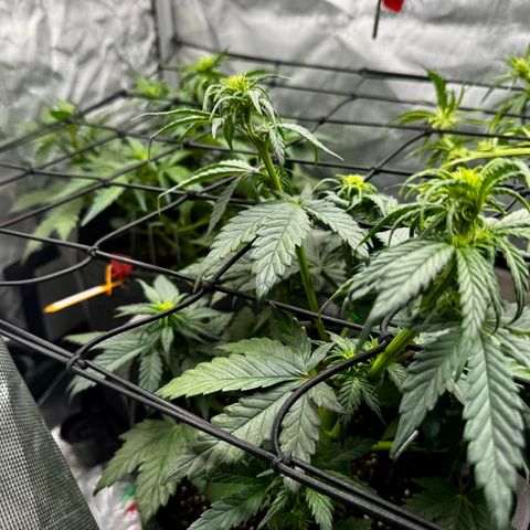 Papaya Cookies (FB):     8-9 Weeks growlog timeline photo