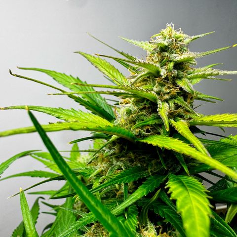 Papaya Cookies (FB):     8-9 Weeks growlog timeline photo