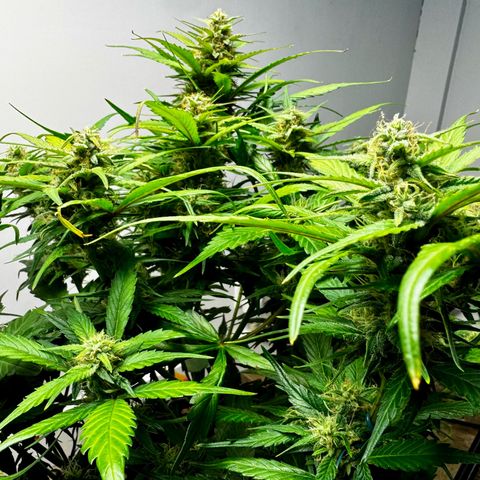Papaya Cookies (FB):     8-9 Weeks growlog timeline photo
