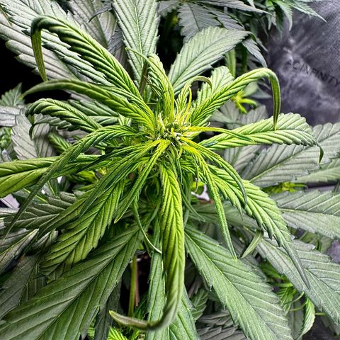 Strawberry Gorilla (FB):    10 Weeks growlog timeline photo