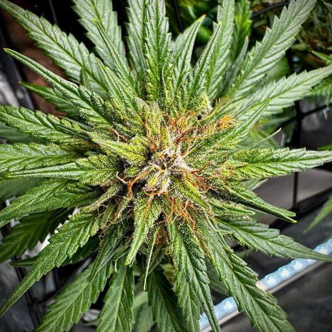 Banana Purple Punch (FB) 8 Weeks growlog timeline photo