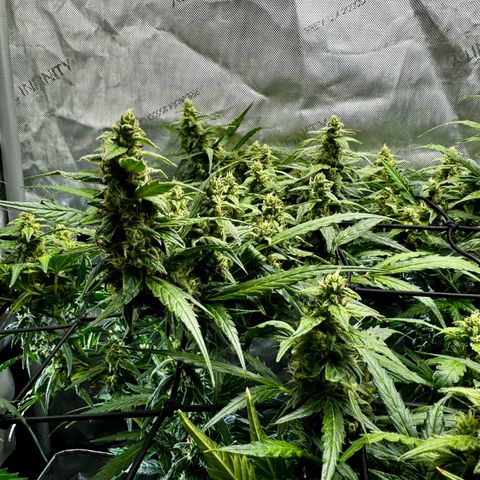 Gorilla Zkittlez (FB)       8-9 Weeks growlog timeline photo