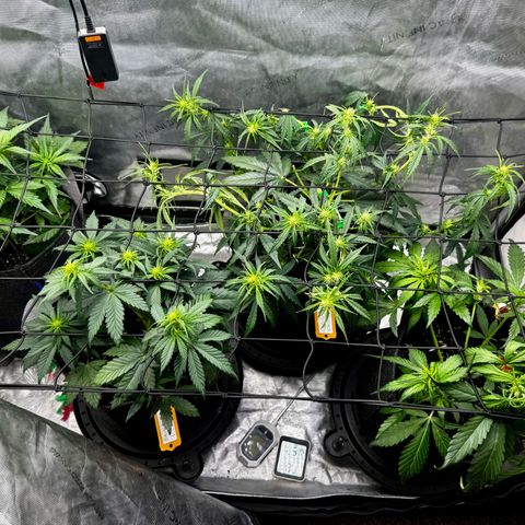 Papaya Cookies (FB):     8-9 Weeks growlog timeline photo