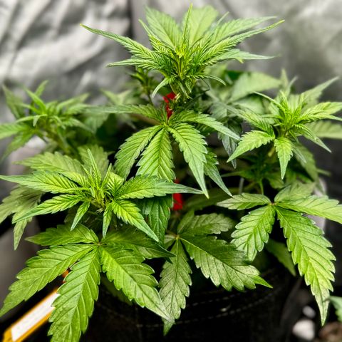 Papaya Cookies (FB):     8-9 Weeks growlog timeline photo