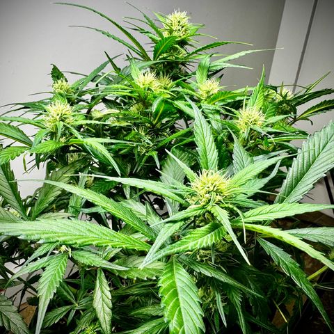 Papaya Cookies (FB):     8-9 Weeks growlog timeline photo
