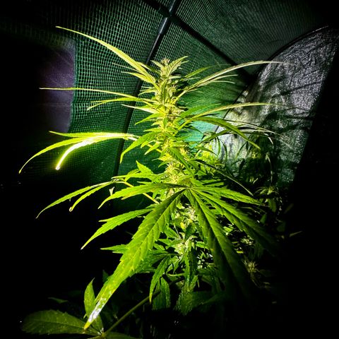 Mixed Bag Auto #2 growlog timeline photo