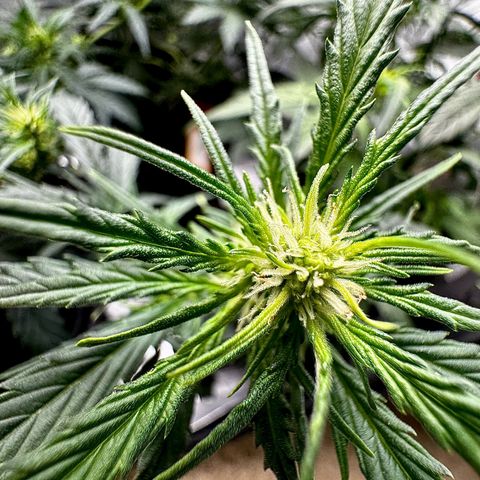 Gorilla Zkittlez (FB)       8-9 Weeks growlog timeline photo