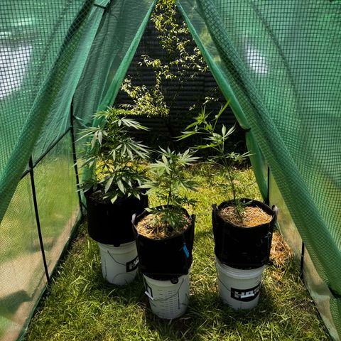 Mixed Bag Auto #1 growlog timeline photo