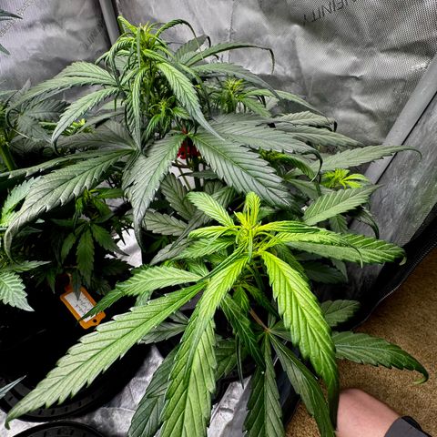Strawberry Gorilla (FB):    10 Weeks growlog timeline photo