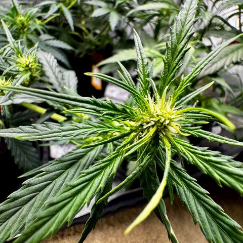 Gorilla Zkittlez (FB)       8-9 Weeks growlog timeline photo